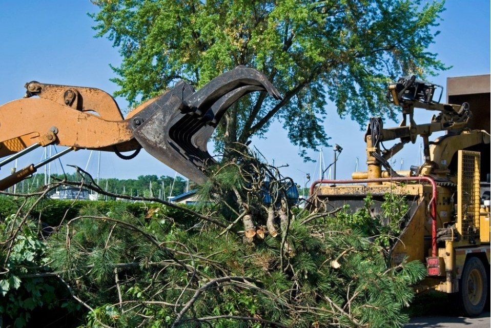 Debris pile from land clearing