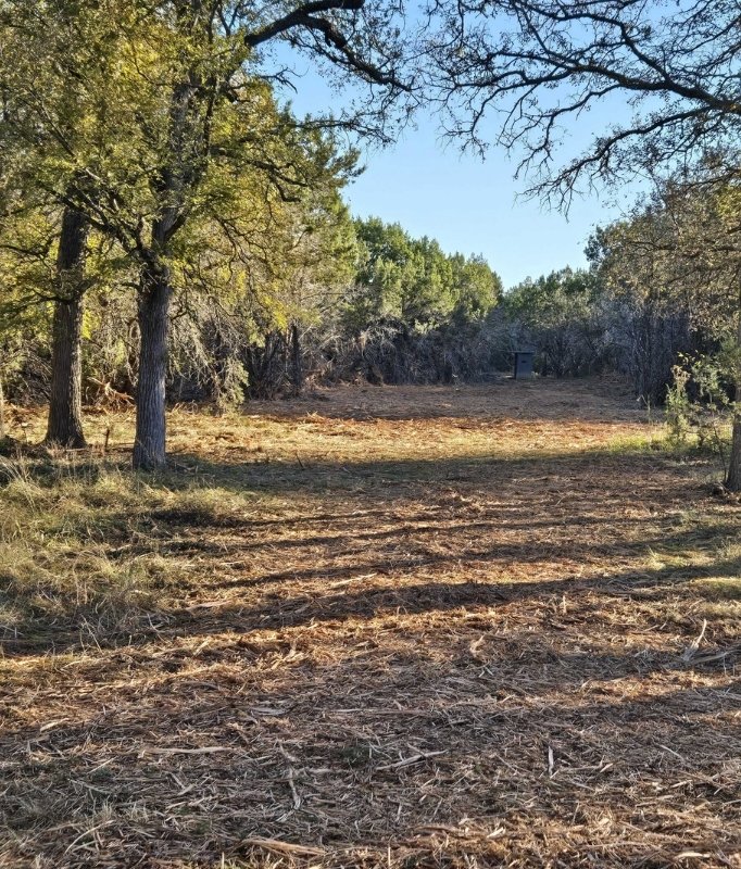 Overgrown lot before clearing