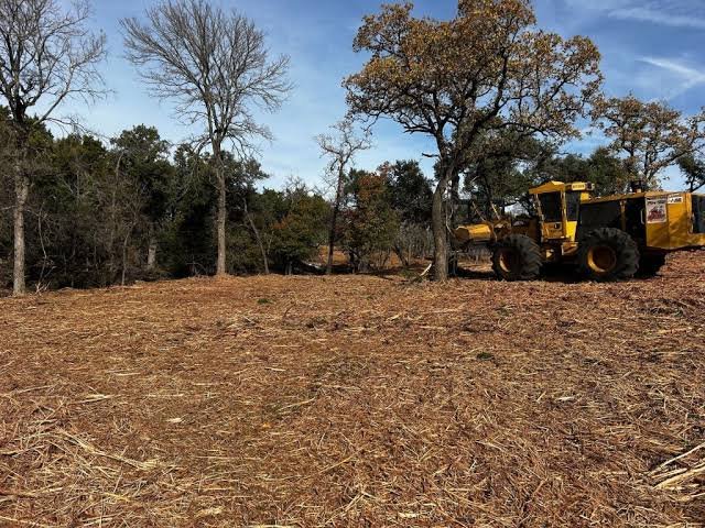 Cedar Clearing